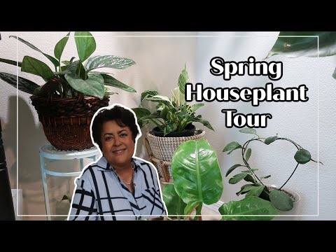 Step Inside For My Spring Houseplant Tour 🌱🐶.