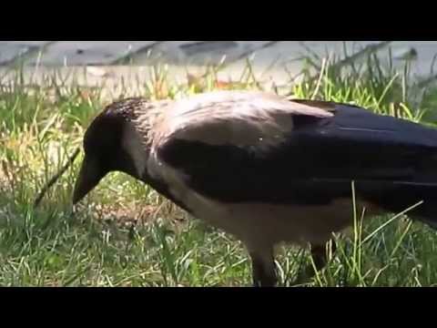 Hoodie (Hooded Crow) - Corvus cornix (Corvus corone cornix)  | Birds and Animals