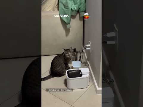 Feliz no simples! Gatinha dispensa fontes de luxo e só bebe água em pote de margarina