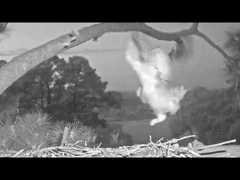 Great Horned Owl~Grey is doing high jumps and great wing exercises~6:42 AM 2022/04/05