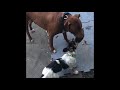 Pit bull fight