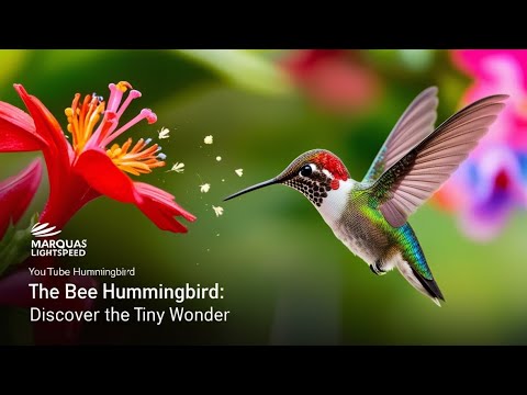Bee Hummingbird: Discover the Tiny Wonder.