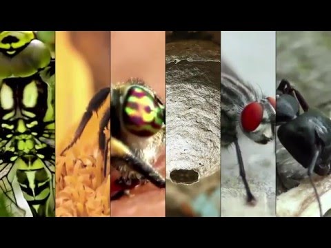 Helikond - Mutukamehi