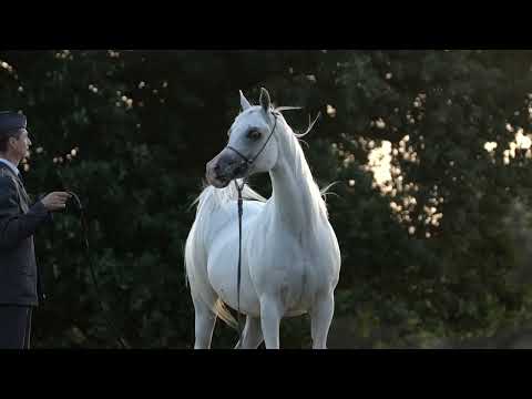 ⚜️ TARTINA ⚜️ (Perseusz x Tarnawa, by Ararat), 2022 SUMMER SALE