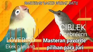 Download lagu Masteran super ll Lovebird vs Ciblek kristal ngebren mp3 Download lagu Masteran super ll Lovebird vs Ciblek kristal ngebren mp3