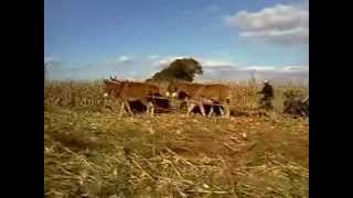 preview picture of video 'Amish Corn Harvesting with Mules in Lancaster County PA'