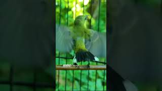 Download lagu SOGON BETINA GACOR NEMBAK #33 #sogongacordor #sogongacorngobra #sogontrotol mp3