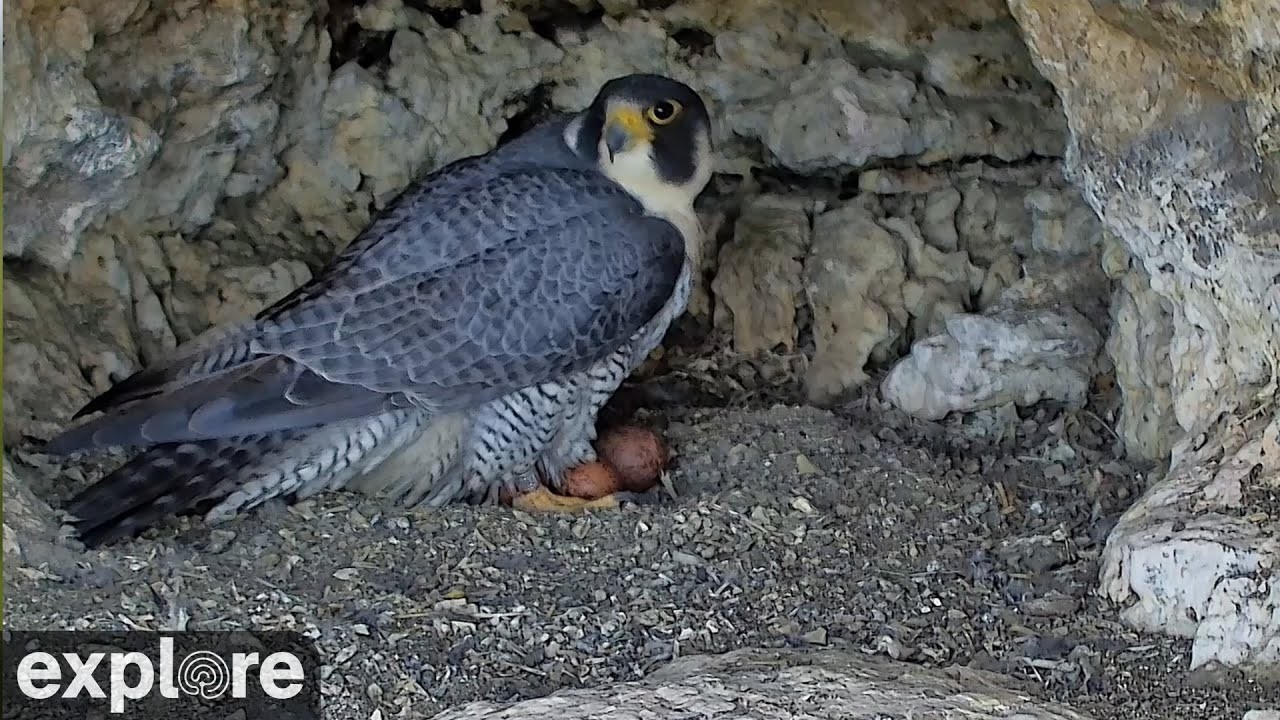 Live webcam view of Castle Rock Peregrine Falcon Nest