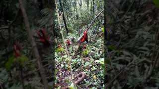 Download lagu Cara mikat burung mantenan pake pulut yang jitu 👍👍👍 mp3