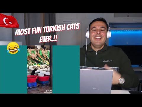 Italian Reaction to 🇹🇷 Pt.2 Cats Own Turkey | 🐈 🐾
