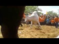 Karur Vellaiyan