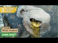 Cow Rescue Story: What makes cows holy? / Ab Bharat mein gai ka mehatva Cow Rescue Story: What makes cows holy? / Ab Bharat mein gai ka mehatva
