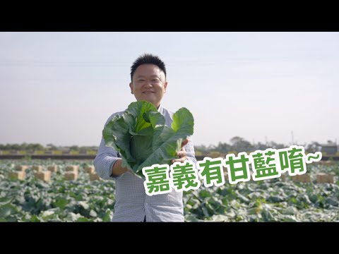甘藍的故事 走進你的三餐日常