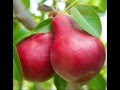 Red Pear Fruit Benefits Free Download Sound Mp3 and Mp4 Red Pear Fruit Benefits Free Download Sound Mp3 and Mp4