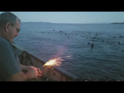 Bomb used to scare sea lions in B.C. sparks debate