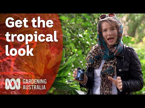Get the tropical look in a temperate climate | Garden design and inspiration | Gardening Australia