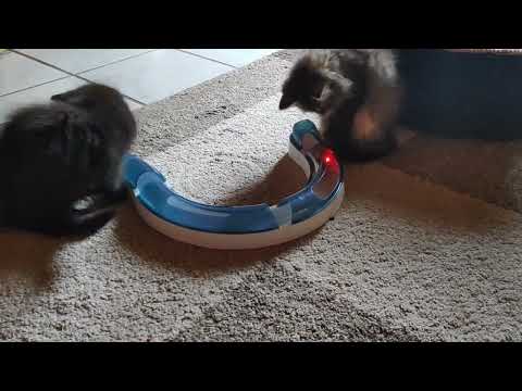 Bjelle und Linnea AKA Minou und Coco