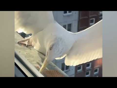 Difference between a seagull and a crow’s accuracy