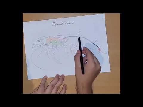 , title : 'Esquematización del sistema digestivo del camarón patiblanco (Litopenaeus vannamei) UCSG'