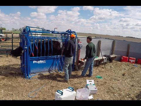 download lagu mp3 mp4 Livestock Squeeze Chute, download lagu Livestock Squeeze Chute gratis, unduh video klip Livestock Squeeze Chute