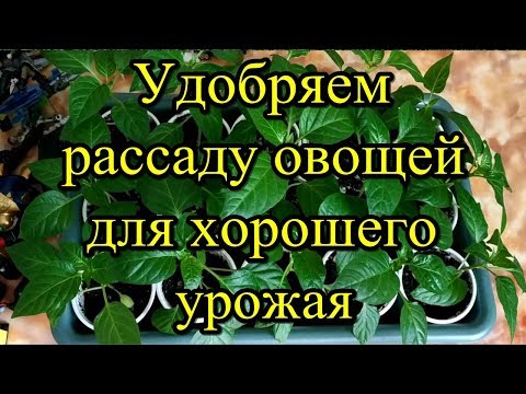 Удобряем рассаду овощей для хорошего урожая.