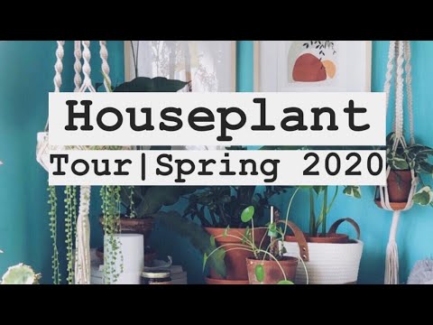 My Houseplant Collection // Tour | Spring 2020