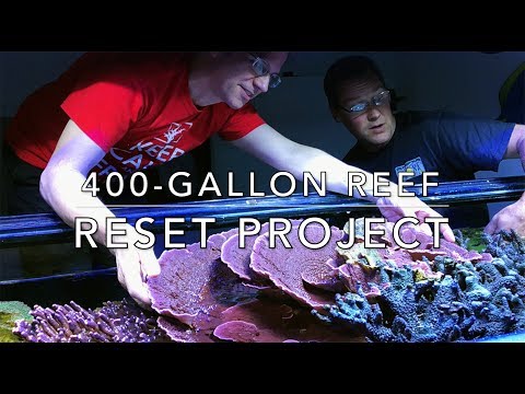 The 400g Reef Resetting Project