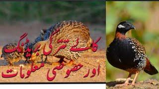 Download lagu kale teetar saifullah Bird farm Zila Sargodha tahsel bhalwal Punjab in Pakistan mp3