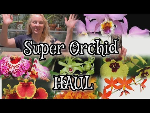 SUPER ORCHID HAUL   Me finding the orchids I lost along the way, Currlin