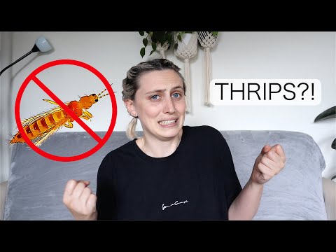 , title : 'How To Get Rid of THRIPS! | Thrips Pest Control'