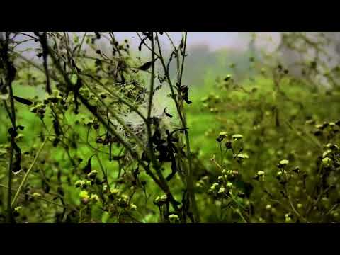 Exploring Bannu's Lush Greenery in 4K: A Nature Lover's Paradise