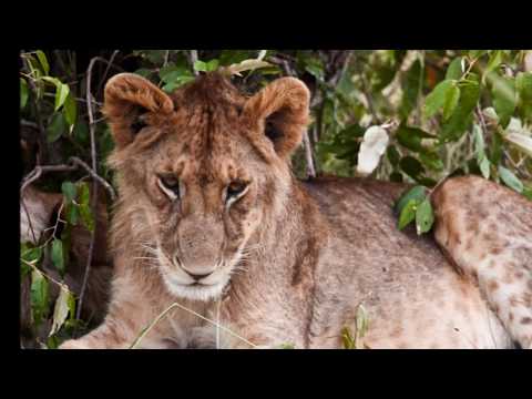 Predators of Kenya and Tanzania