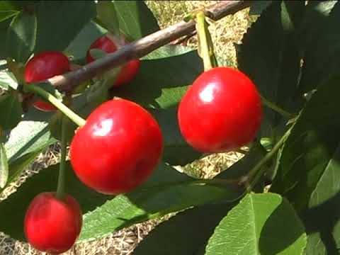 NAŠA SELA, VIŠNJE, MEROŠINA