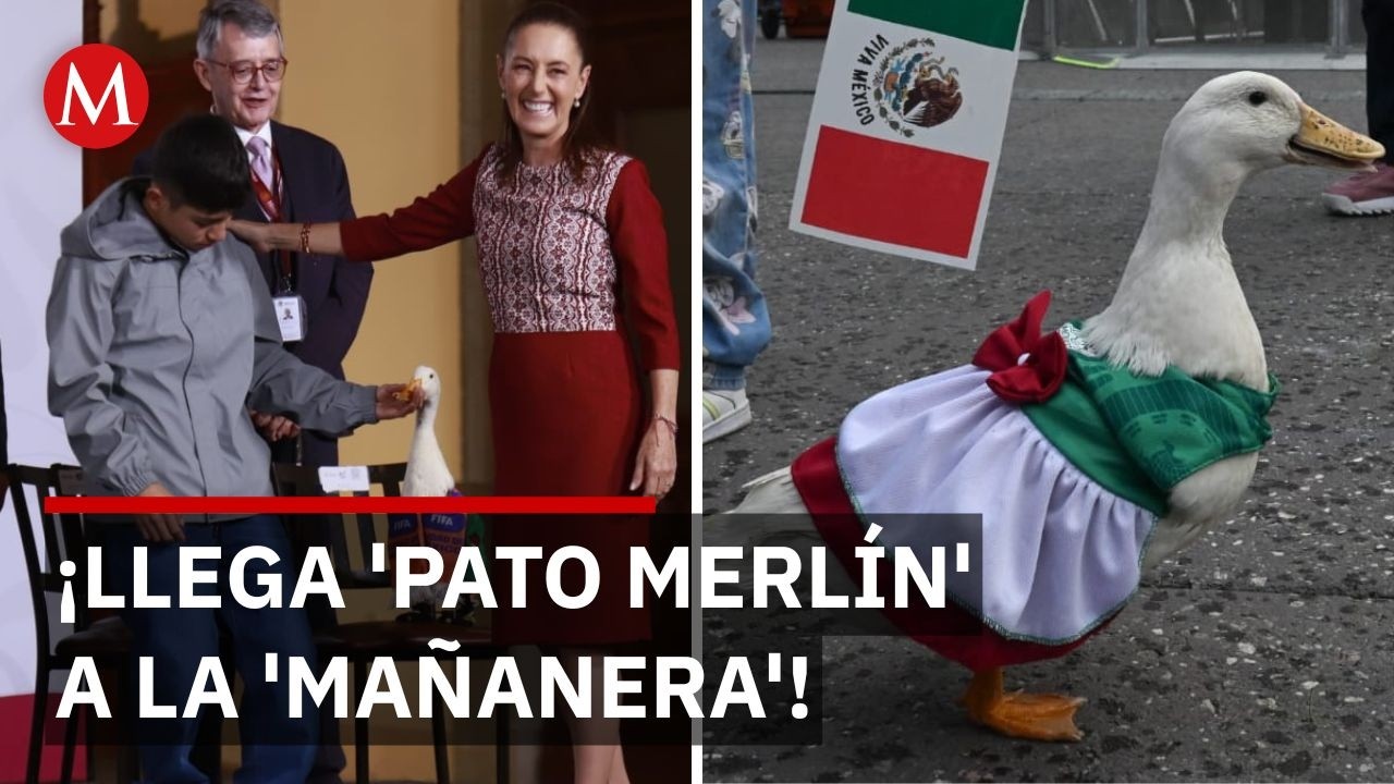 Así fue el encuentro entre el pato 'Merlín' y la presidenta Sheinbaum