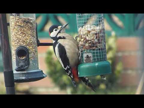 Greater Spotted Woodpecker - Male - 16-02-22 - 2 - short