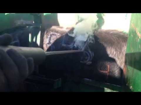 Herradero de Vacas de la A Coronada