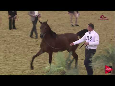 N 118 HAFIDAT FARIDA   2019 Al Shaqab Arabian Horse Show Festival   Mares 4 6  Years Old Class 5A