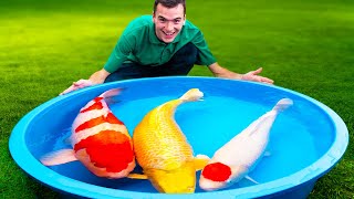 Do Koi Fish Make Good Pets?