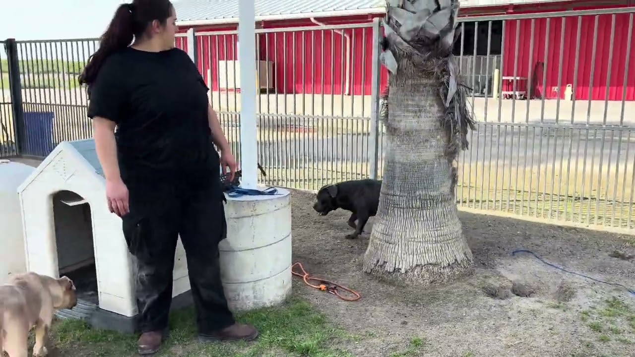 Enlarge MONARCH, an adopted American Staffordshire Terrier in Delano, CA video 6/6