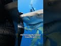 Smiling shark #animals #cute #shorts