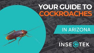 Your Guide to Cockroach Pest Control in Phoenix, AZ