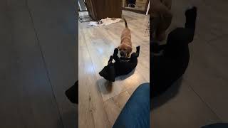 Video preview image #1 Labbe Puppy For Sale in Princeton, MN, USA