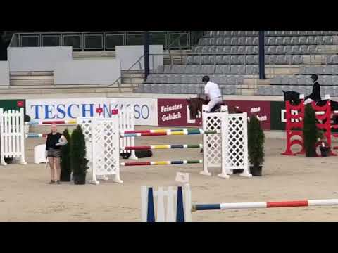 SOLD Chaccomio 10 y/o gelding by Chaccomo (Chacco Blue) X Argentinus placed up to 150