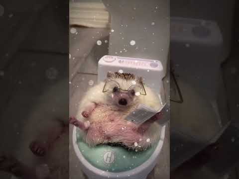 #hedgehog #hedgehogeating #pethedgehog