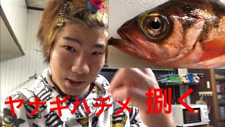 「石川県産」 ヤナギハチメを捌いたら失敗！