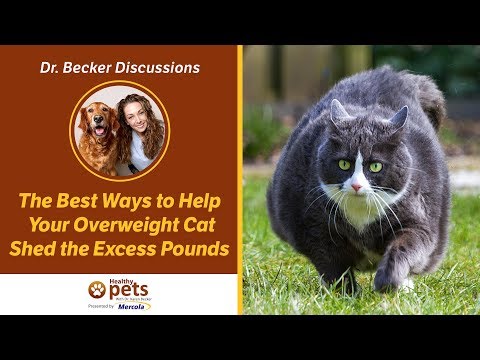 The Best Ways Help Your Overweight Cat Shed the Excess Pounds