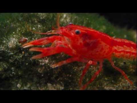 CPO  Oranger Zwergkrebs Cambarellus patzcuarensis  für Aquarium ohne Heizung