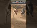 BLUE SKOCTH V S JOHN CUTTER B Grade Final Race Shortvideo Shorts Greyhound Dograce Doglover