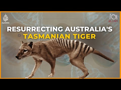 Back to life: Inside the ambitious project to resurrect Australia’s Tasmanian tiger | 101 East