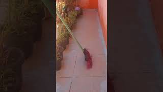 Estava muito sujo o jardim #cleantok #asmr #cleaning #asmrdelimpeza #limpezasatisfatoria